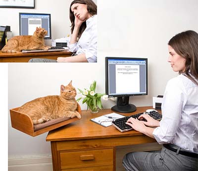 Компьютерный стол и кот.
